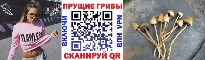 закладки  Адыгейск  Псилоцибиновые грибы Psilocybine cubensis 